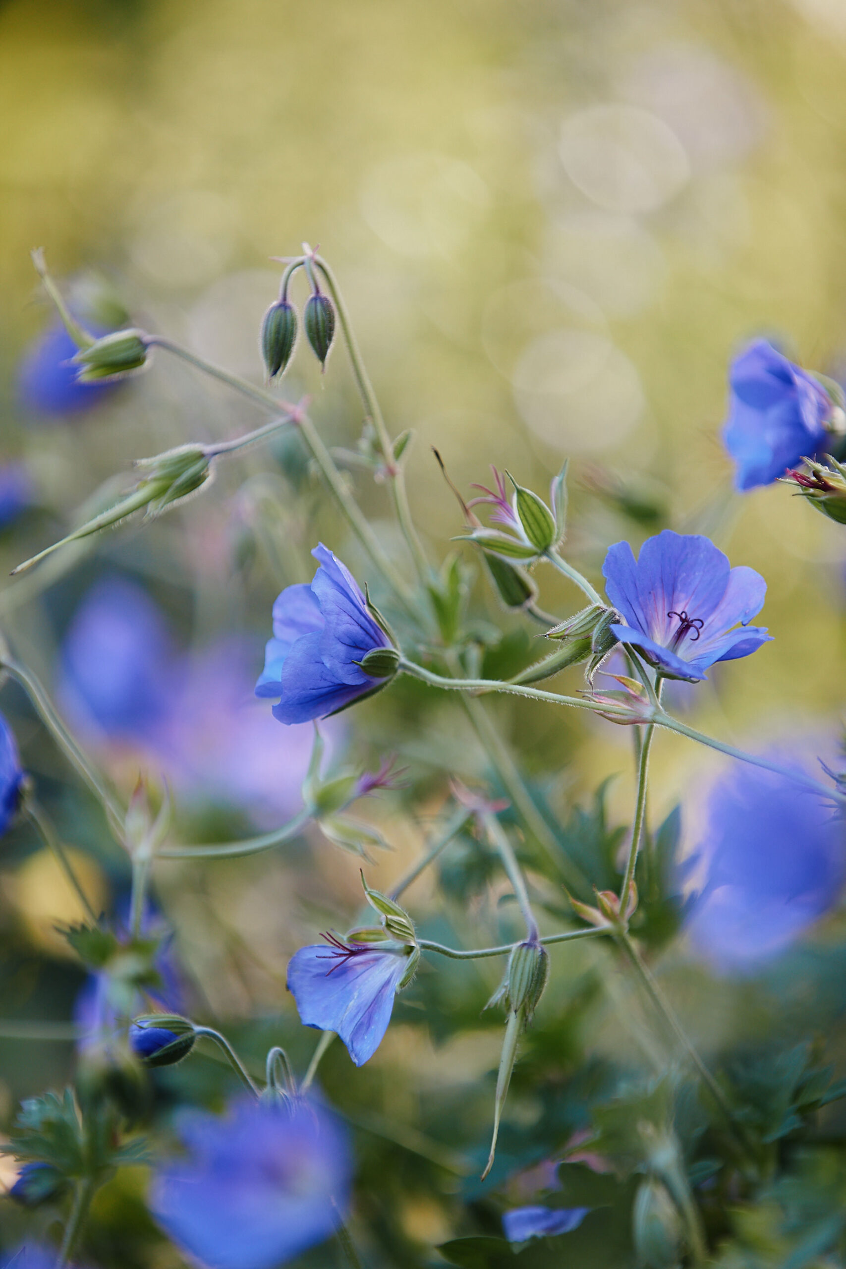 Yoga_unterm_Nussbaum_Web_002