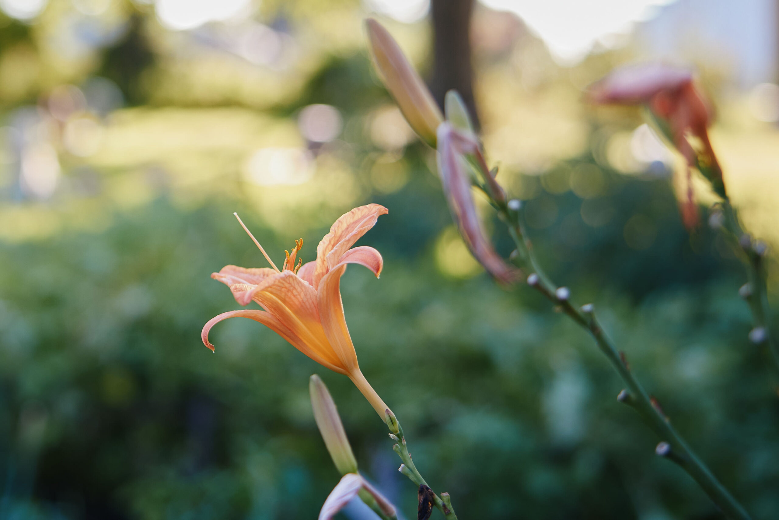 Yoga_unterm_Nussbaum_Web_005